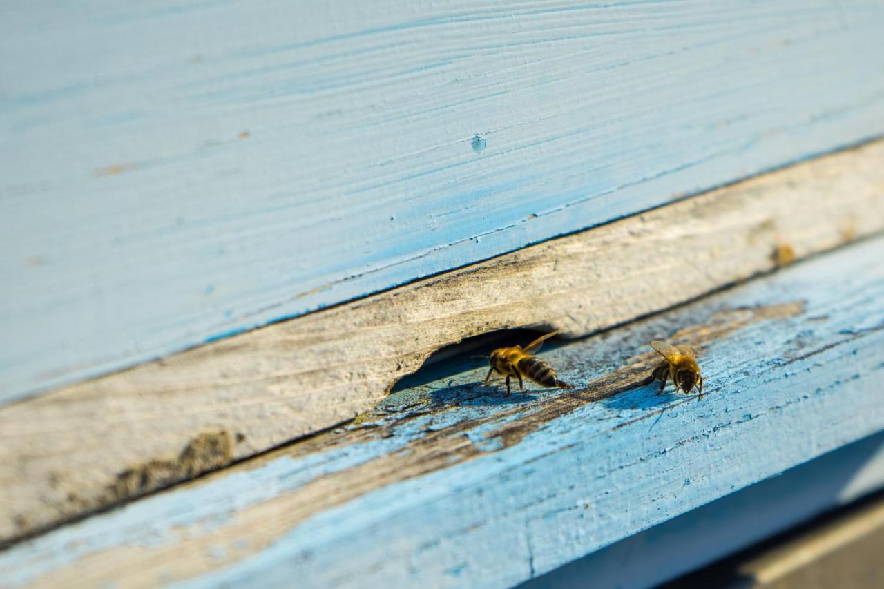 Djurdjevina Family Farm Villa Kolašin Eksteriør bilde